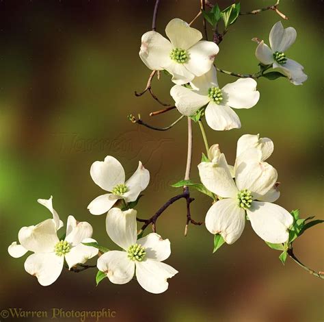 dogwood pictures free